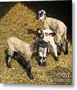 Three Little Lambs In Spring Sunshine Metal Print
