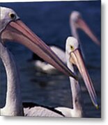 Three Pelicans Impressionist Metal Print