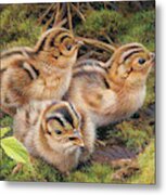 Three Pheasant Chicks In Grass Metal Print