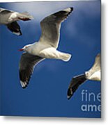 Three Silver Gulls In Flight Metal Print