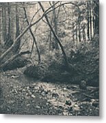 Through The Woods Metal Print