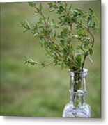 Thyme In A Bottle Metal Print