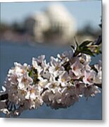 Tidal Basin Cherry Blossoms Metal Print