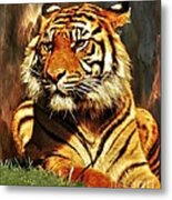 Tiger Beauty Metal Print