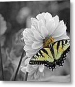 Tiger Butterfly Metal Print