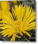 Tiger Claw Plant Metal Print