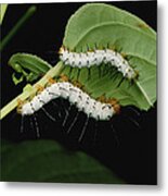 Tiger Longwing Caterpillars Peruvian Metal Print