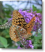 Tiger Moth Speyeria Aphrodite Feeding On Butterfly Bush Metal Print