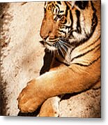 Tiger Resting Metal Print