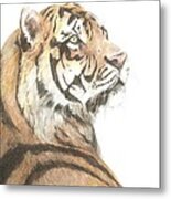 Tiger Study Metal Print