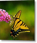 Tiger Swallowtail Butterfly Metal Print