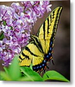 Tiger Swallowtail Butterfly Metal Print