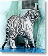 Tiger Tiger White Metal Print