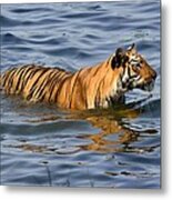 Tigress Of The Lake Metal Print