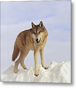 Timber Wolf Atop Snow Bank Montana Metal Print