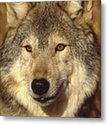 Timber Wolf North America Metal Print