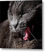 Time For A Nap Metal Print