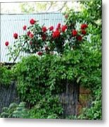 Tin Roof Roses Metal Print