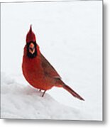 Tiny Cardinal In The Snow Metal Print