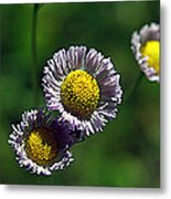 Tiny Little Weed Metal Print
