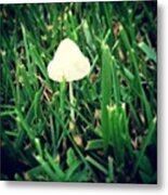 Tiny Mushroom In Grass #mushroom #grass Metal Print