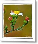 Tiny Wildflowers 1 - White Frame Metal Print
