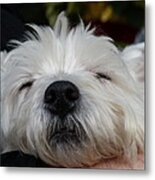 Tired Puppy Metal Print