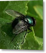 To Be The Fly On The Salad Greens Metal Print