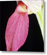 Tongue Orchid Flower Metal Print