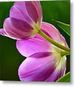 Topsy-turvy Tulips Metal Print