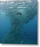 Tornado Of Barracuda Metal Print