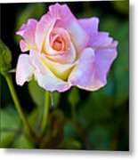 Rose-touch Me Softly Metal Print