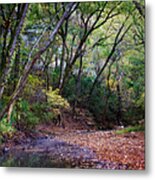 Touch Of Fall Metal Print