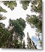 Towering Pine Trees Metal Print