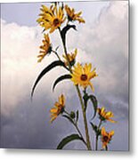 Towering Sunflowers Metal Print
