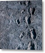 Trail Of Laetoli Footprints. Metal Print