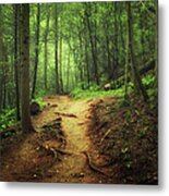 Trail Through The Forest Metal Print