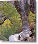 Tree @ Zion National Park Metal Print