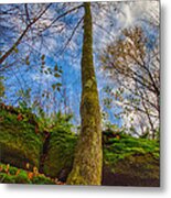 Tree And Rocks Metal Print