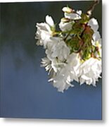 Tree Blossoms Metal Print