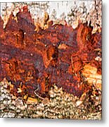 Tree Closeup - Wood Texture Metal Print