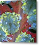 Tree Fern Spores Metal Print