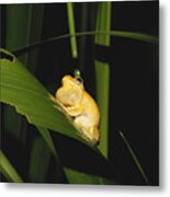 Tree Frog Calling Metal Print