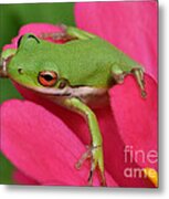 Tree Frog On A Pink Flower Metal Print