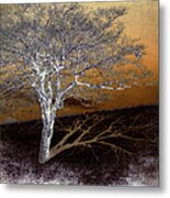 Tree In Snow In The Blue Ridge Iii Metal Print