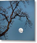 Tree Moon Gull Metal Print