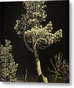 Tree Portrait Black And  White Metal Print