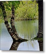 Tree Reflection Metal Print