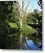 Tree Reflections Metal Print