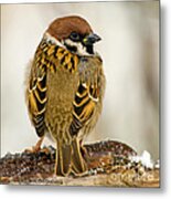 Tree Sparrow's Plumage Metal Print